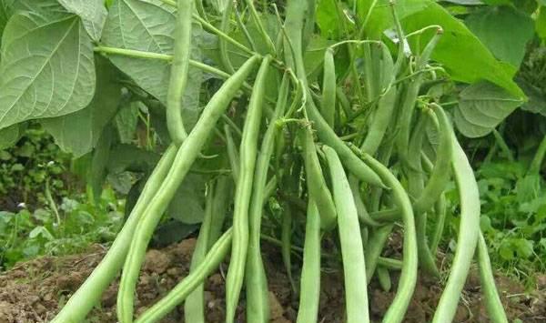 菜豆高产管理