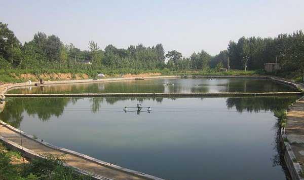 如何防治鱼塘青苔？这些技术要点有必要掌握！