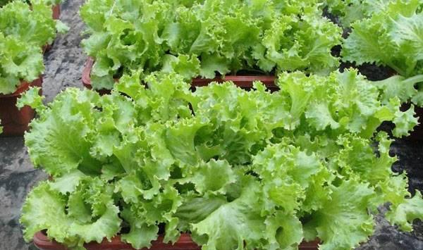 盆栽蔬菜怎么杀虫？这六招天然杀虫技巧你可以学习！