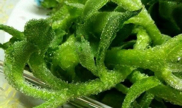 冰菜栽培技术