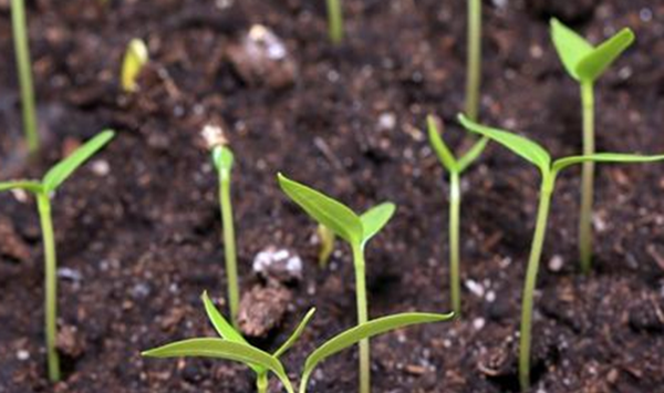 微生物菌肥有哪些种类？有什么作用？