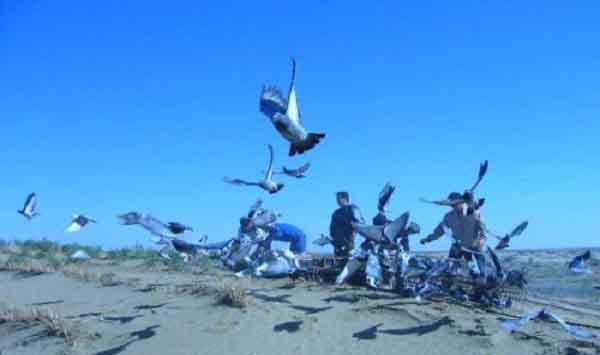 赛鸽的养殖要点