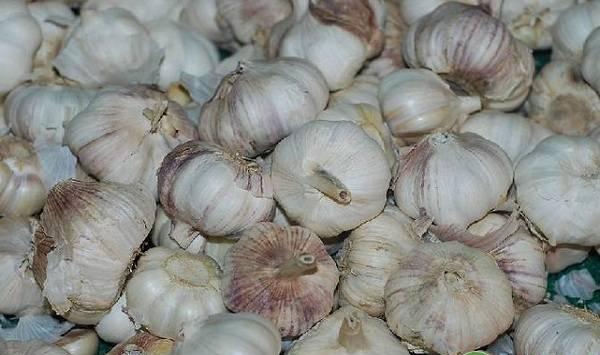 大蒜苗期的具体管理要点