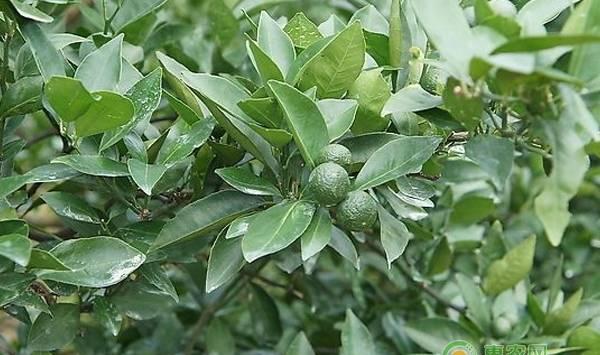 贡柑裂果的原因及防治方法