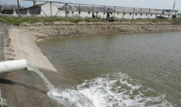 如何防治鱼塘青苔？这些技术要点有必要掌握！