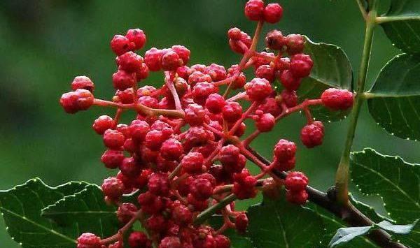 花椒树9月管理