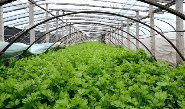 芹菜施肥方法