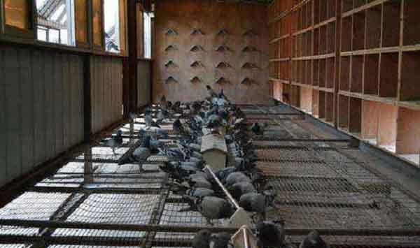 赛鸽的养殖技巧