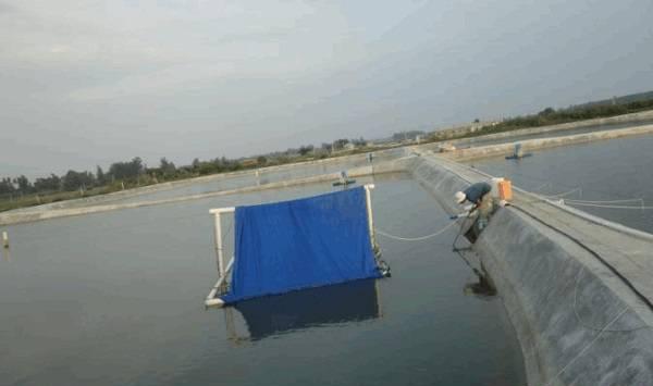 清水石斑鱼的养苗方法