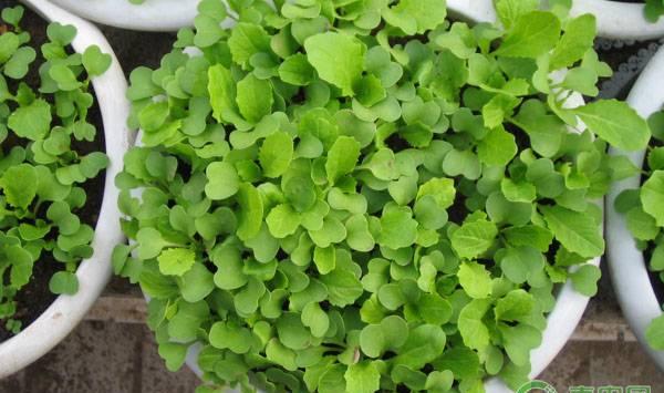 秋冬小白菜的种植技术要点