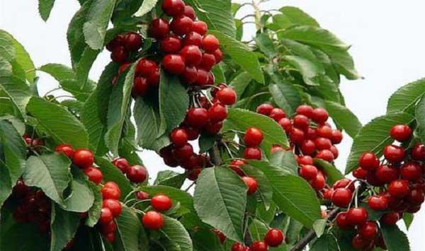 樱桃树势强弱的判断方法