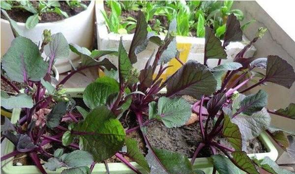 红菜苔种植时间和方法