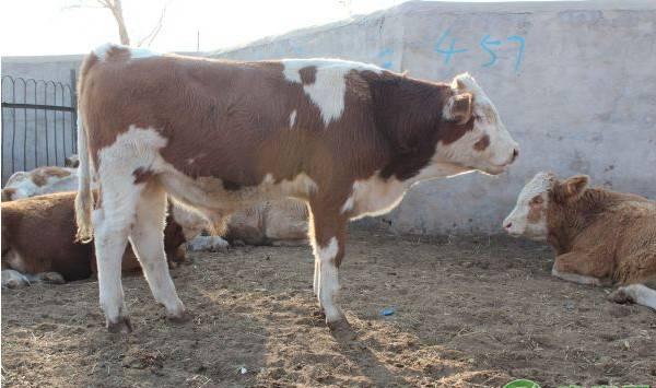 西门塔尔牛和利木赞牛哪个好？看看它们各自的优劣势在哪？