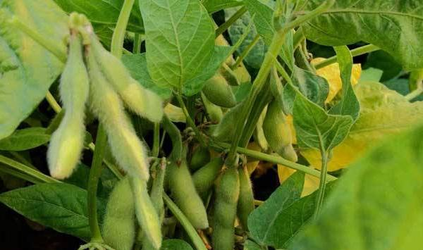 大豆高产种植技巧