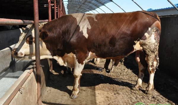 牛营养衰竭的症状及防治措施