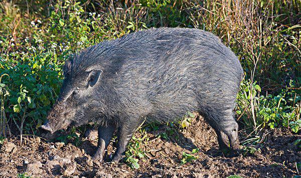 养殖野猪需要哪些条件？养野猪的优势有哪些？