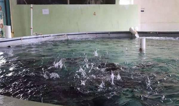 清水石斑鱼的育苗技巧