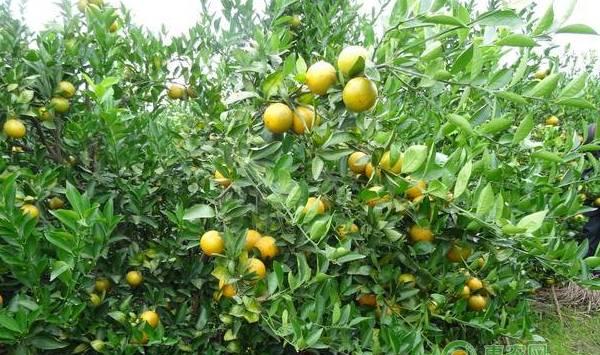 贡柑裂果的原因及防治方法