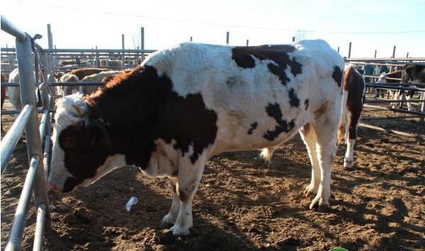 牛引进后怎么管理？先做好这三点非常重要！