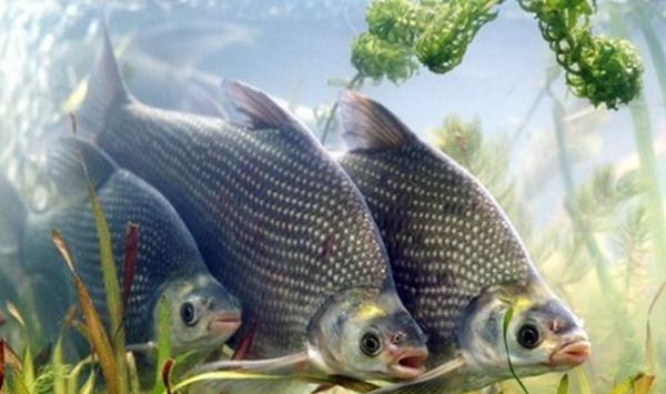 养殖鳊鱼