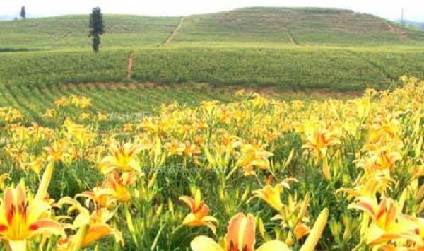 黄花菜采摘后管理要点