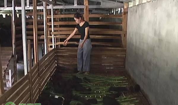 江西黑豚鼠养殖要点介绍