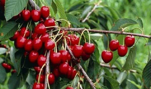 樱桃树势强弱的判断技巧