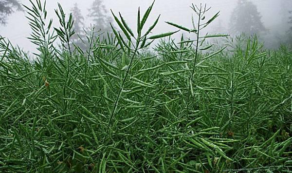 油菜播种管理