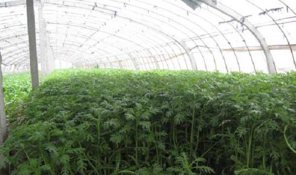 九月茼蒿种植管理要点