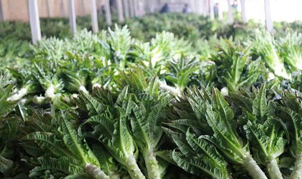 莴笋茎部开裂的原因及预防措施