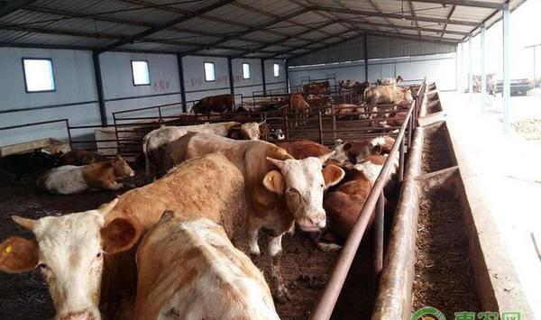 牛营养衰竭的症状及防治措施