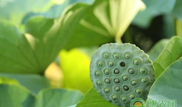 莲子的采收方法