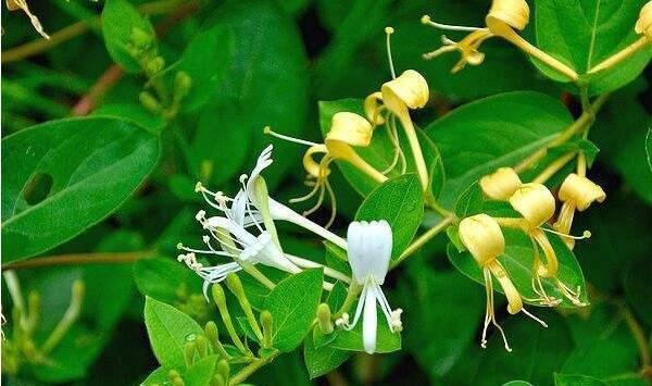 金银花人工栽培管理要点