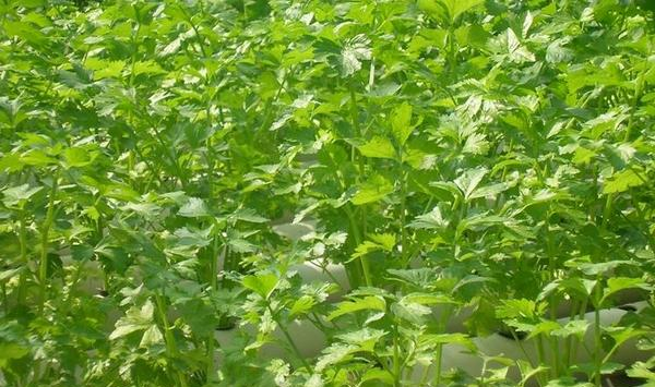 芹菜施肥技巧