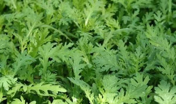 9月份茼蒿种植管理要点