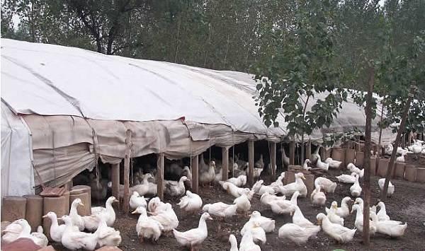 养殖肉鸭学会这几个技术，能节省不少饲料费用！