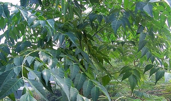 苦楝的高效种植技术及管理要点
