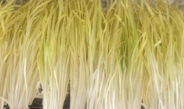 秋季韭黄种植技术和方法