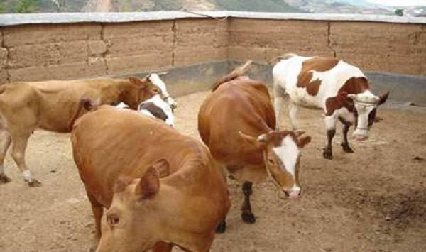 牛脱毛的应对方法