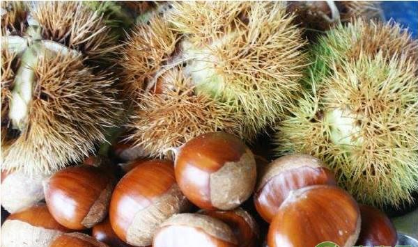 板栗不同生长阶段的高产施肥要点