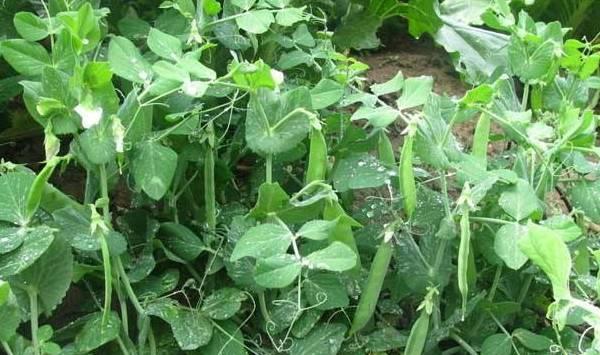 九月份可以种什么蔬菜？2019年9月蔬菜种植指南