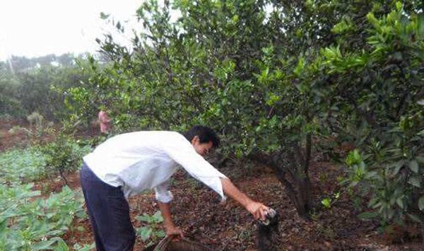 果树根外追肥时间