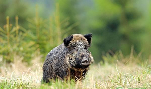 养殖野猪需要哪些条件？养野猪的优势有哪些？