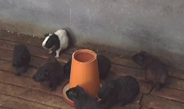 黑豚鼠的养殖技术与疾病防治详细资料