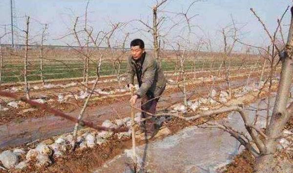 果园冬灌时间