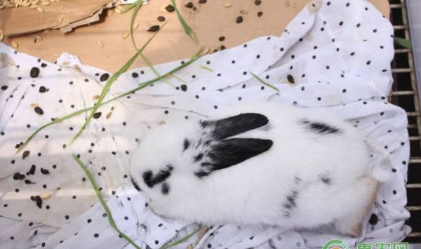 熊猫兔幼崽怎么养？看完就是专家！