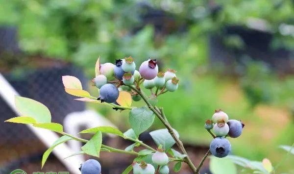 怎样在花盆里种植蓝莓？学会这几招轻松养护！