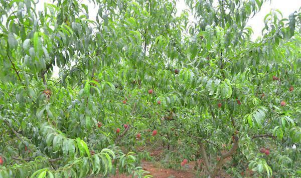 要想桃树栽植成活率高？需做好这五个要点！