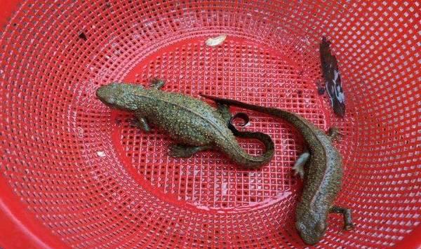 蝾螈幼体吃的食物