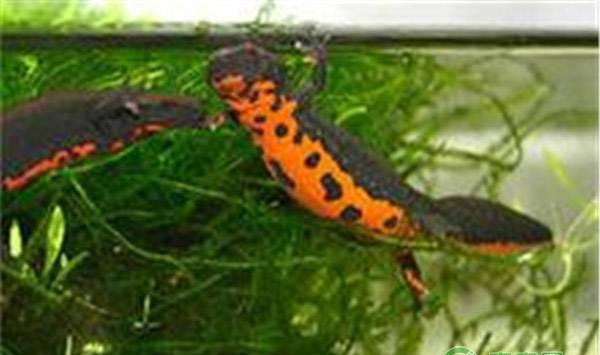 蝾螈冬天吃什么？饲养蝾螈的四大要素